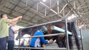 Kementan Gandeng Pelaku Usaha Kembangkan Semen Beku Kuda Lokal